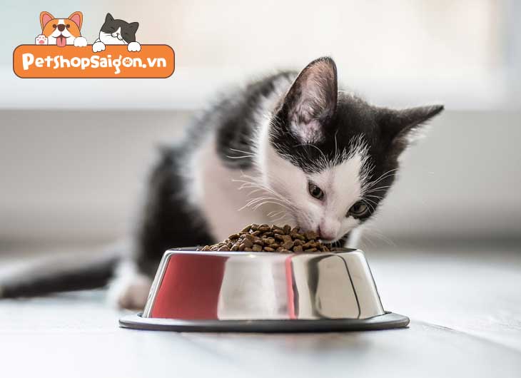 Lịch trình cho mèo con ăn: Từ sơ sinh đến một tuổi