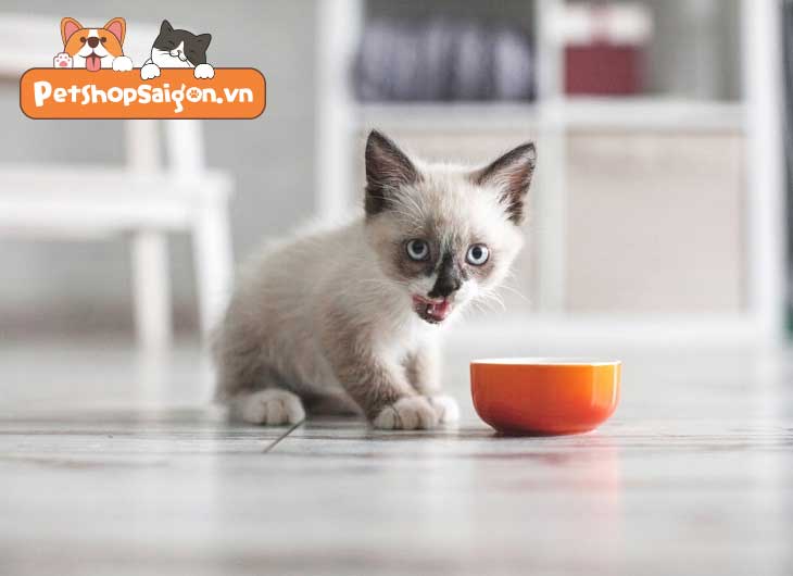Lịch trình cho mèo con ăn: Từ sơ sinh đến một tuổi