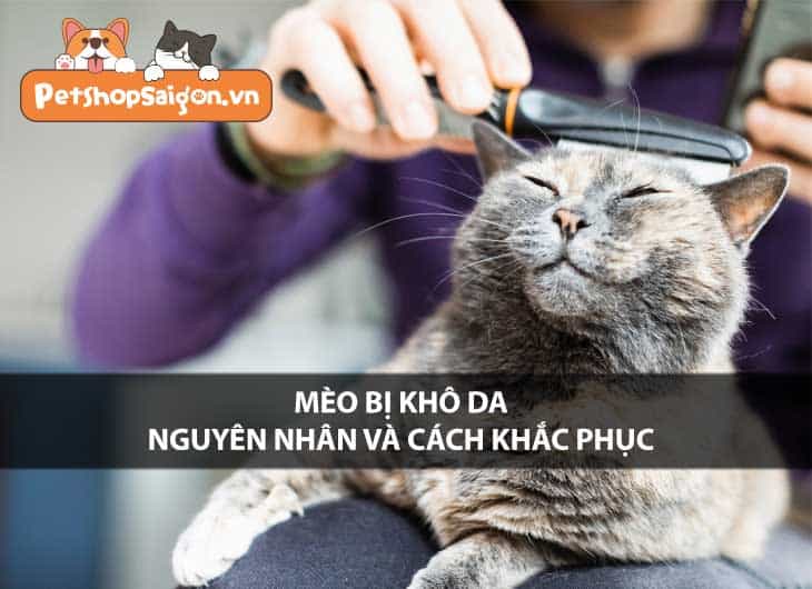 Mèo bị khô da: Nguyên nhân và cách khắc phục tại nhà