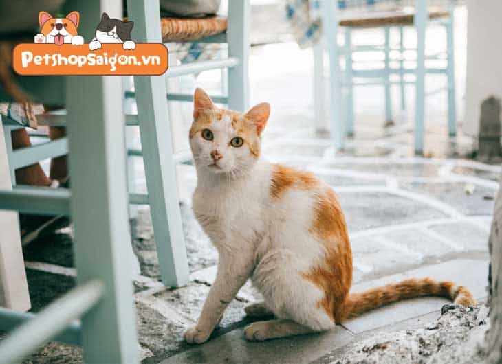Mèo bị khô da: Nguyên nhân và cách khắc phục tại nhà