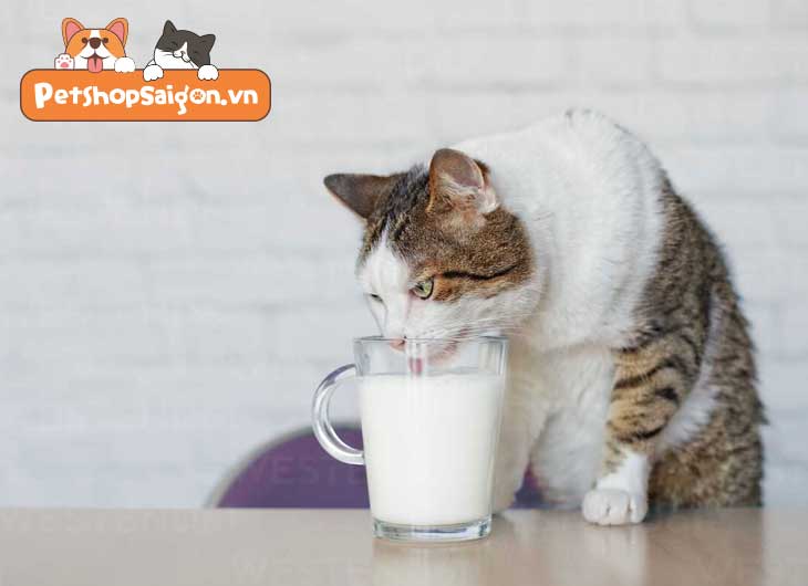 Mèo có uống sữa đậu nành được không