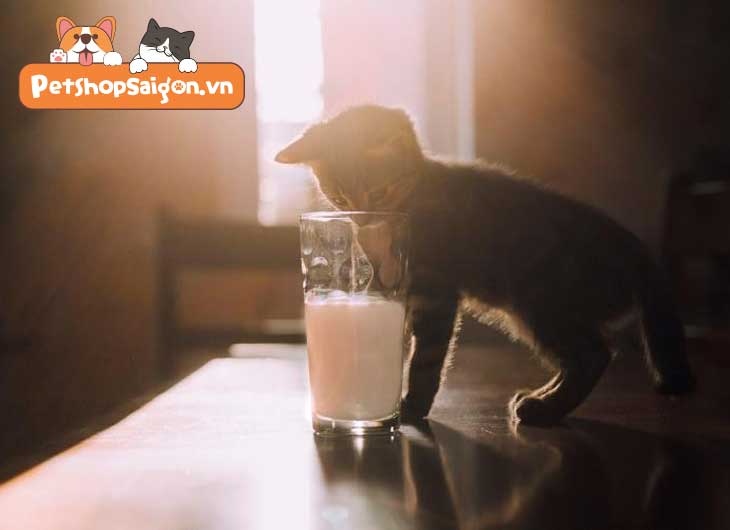 Mèo có uống sữa đậu nành được không