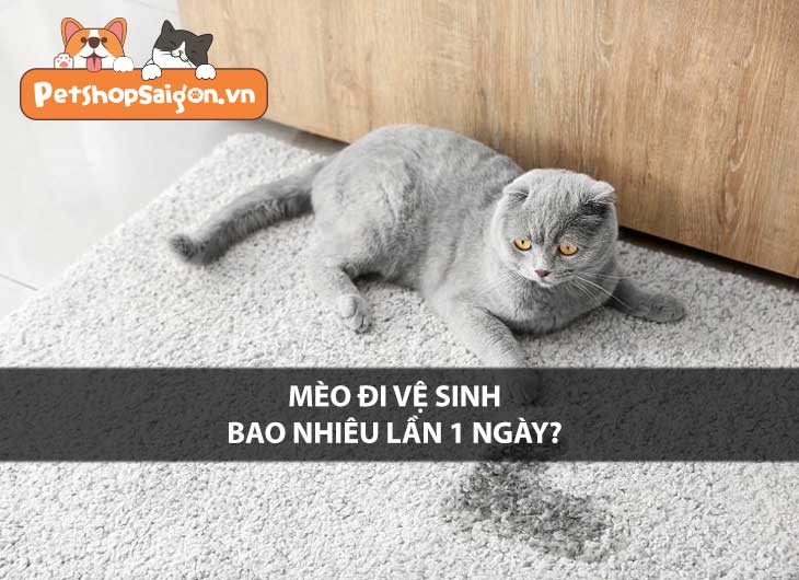 Mèo đi vệ sinh bao nhiêu lần 1 ngày?