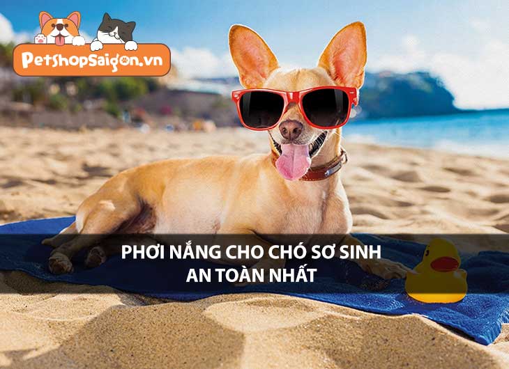 Phơi nắng cho chó sơ sinh an toàn nhất