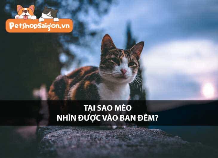 Tại sao mèo nhìn được vào ban đêm?