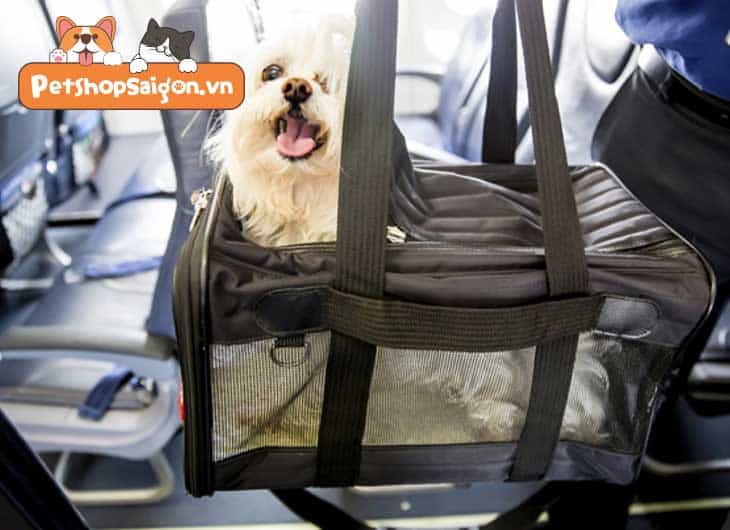 Vận chuyển chó bằng đường hàng không