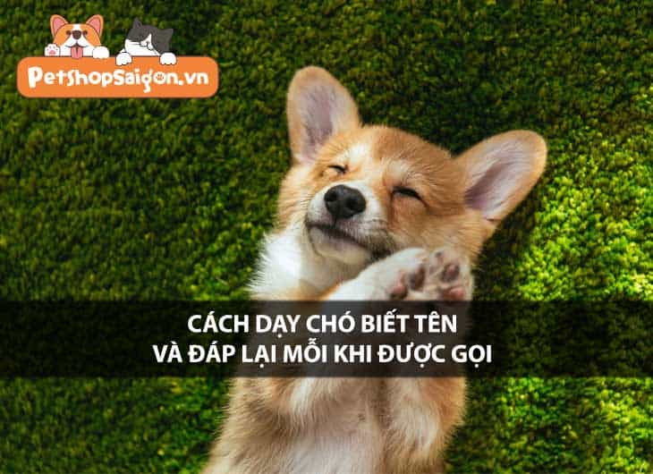 Cách dạy chó biết tên và đáp lại mỗi khi được gọi