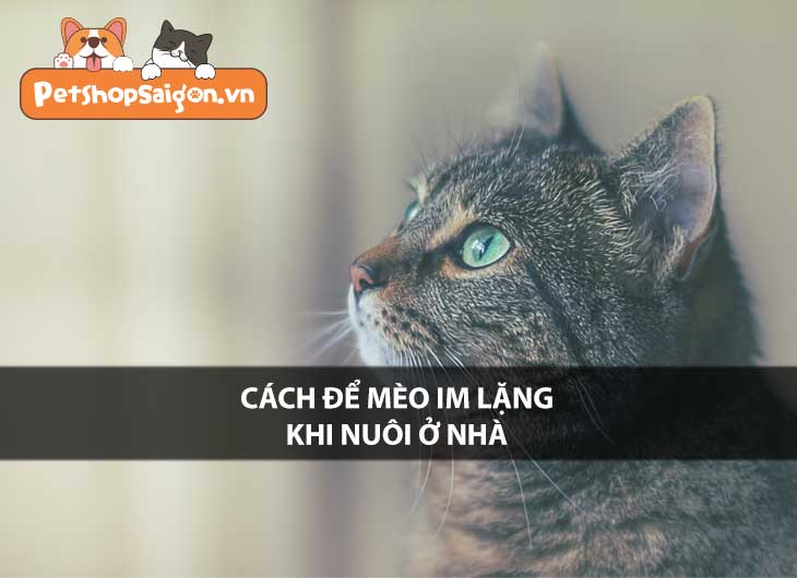 Cách để mèo im lặng khi nuôi ở nhà