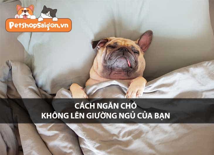 Cách ngăn chó không lên giường ngủ của bạn