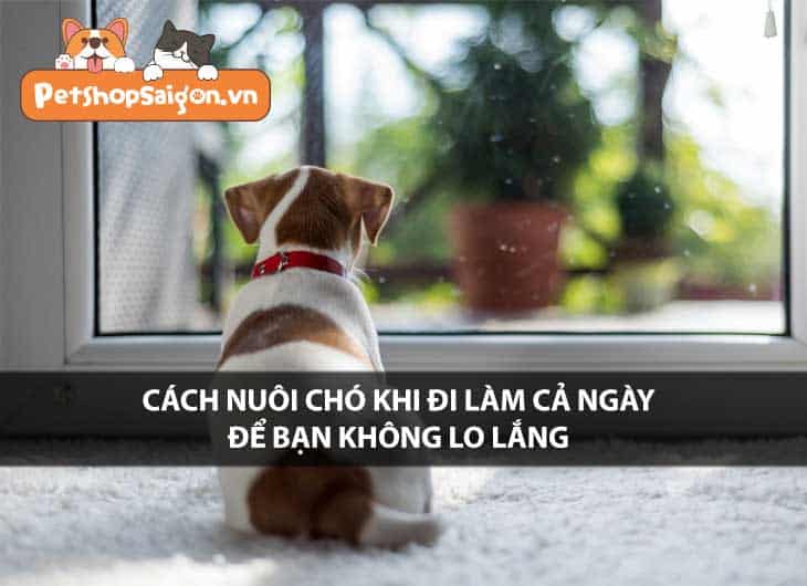 Cách nuôi chó khi đi làm cả ngày để bạn không lo lắng