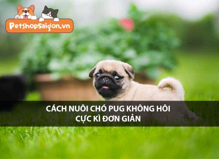 Cách nuôi chó Pug không hôi cực kì đơn giản