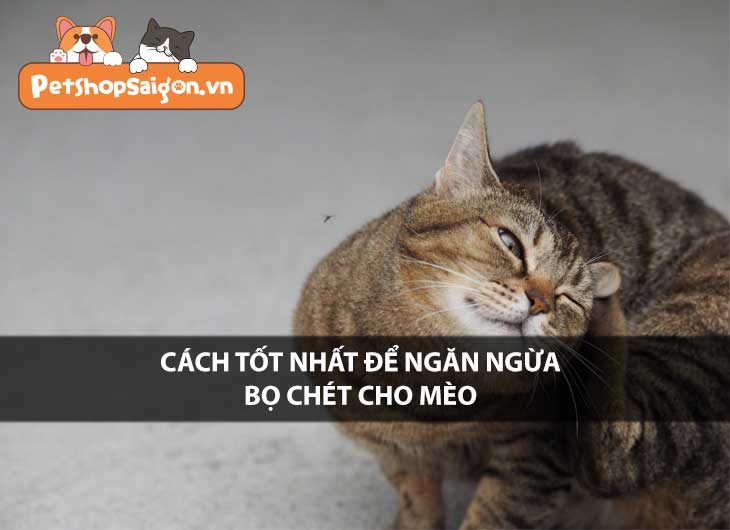 Cách tốt nhất để ngăn ngừa bọ chét cho mèo