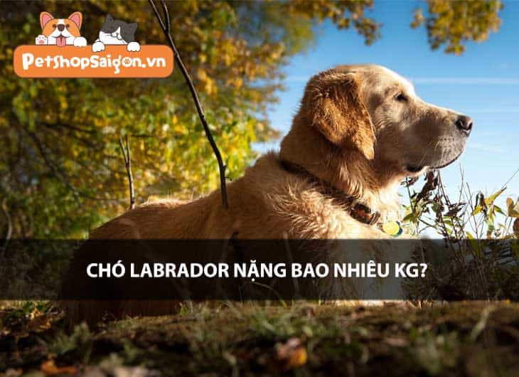 Chó Labrador nặng bao nhiêu kg?