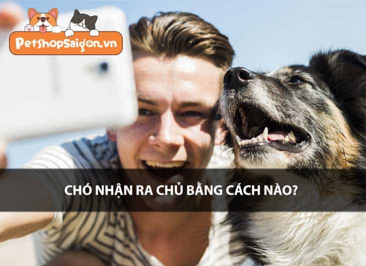 Chó nhận ra chủ bằng cách nào?