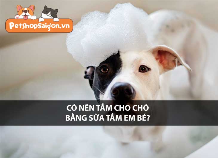 Có nên tắm cho chó bằng sữa tắm em bé?