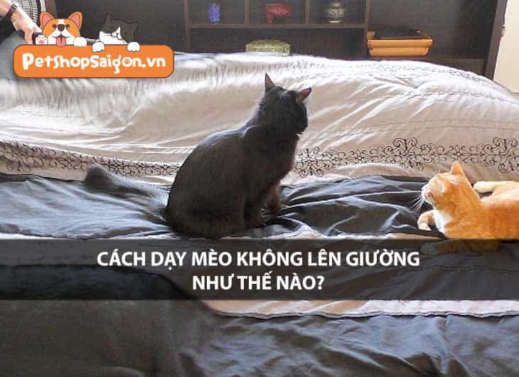 Cách dạy mèo không lên giường như thế nào?