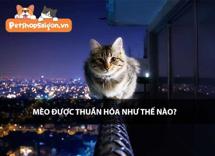 Mèo được thuần hóa như thế nào?