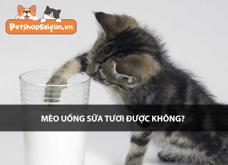 Mèo uống sữa tươi được không?
