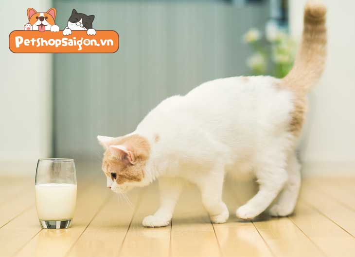 Mèo uống sữa tươi được không