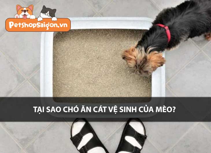 Tại sao chó ăn cát vệ sinh của mèo?