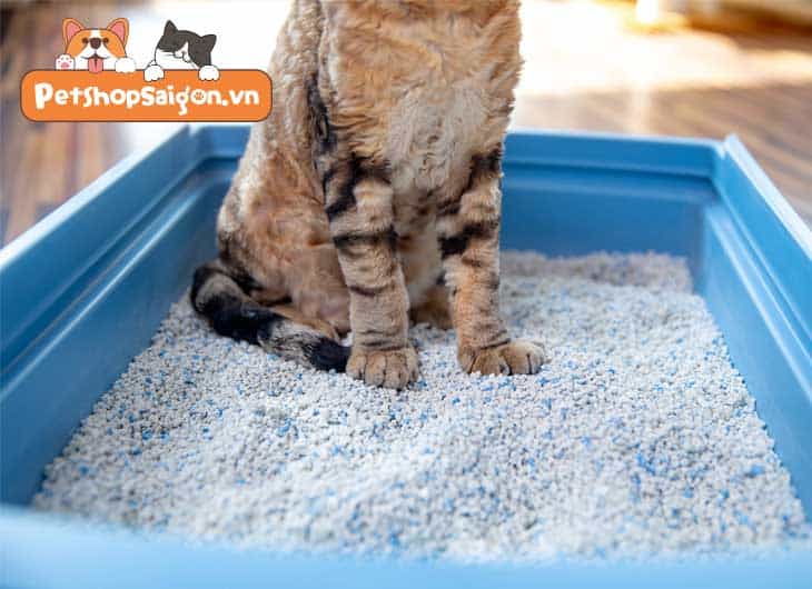 Tại sao chó ăn cát vệ sinh của mèo