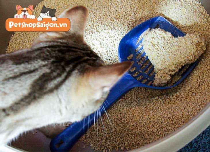 Tại sao chó ăn cát vệ sinh của mèo