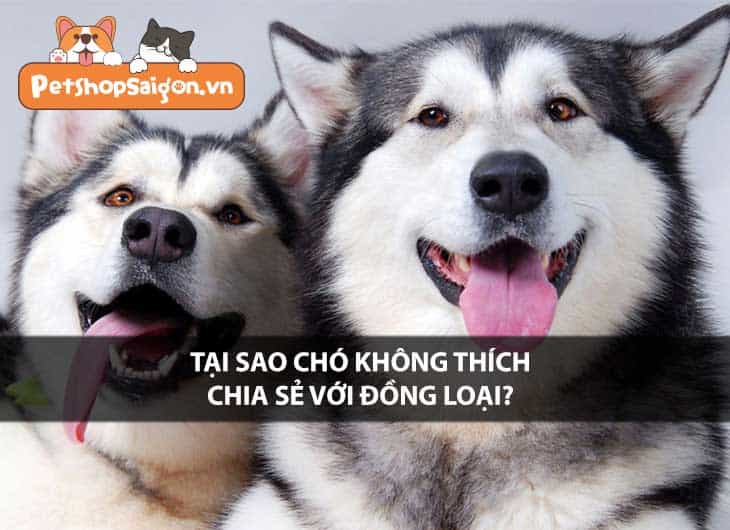 Tại sao chó không thích chia sẻ với đồng loại?