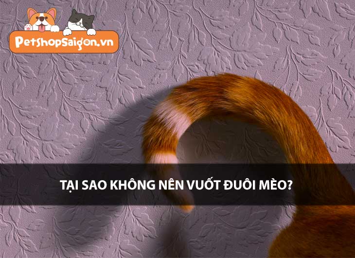 Tại sao không nên vuốt đuôi mèo?