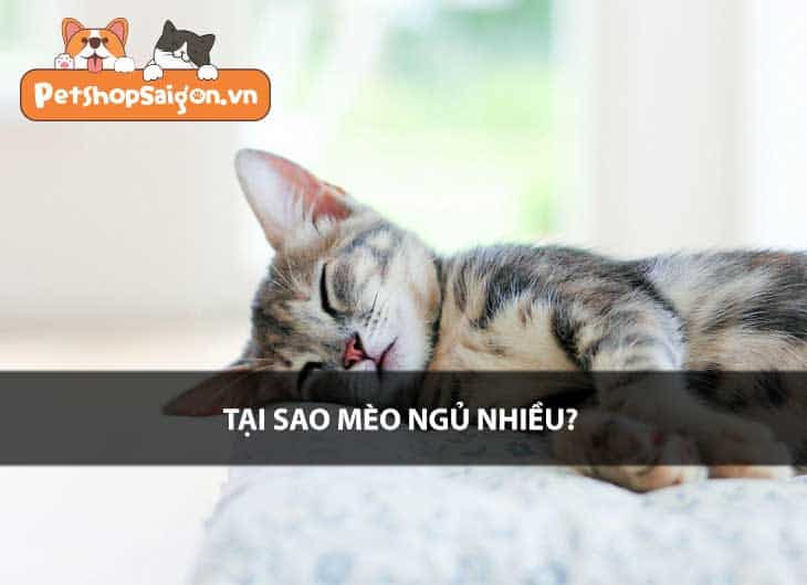 Tại sao mèo ngủ nhiều?