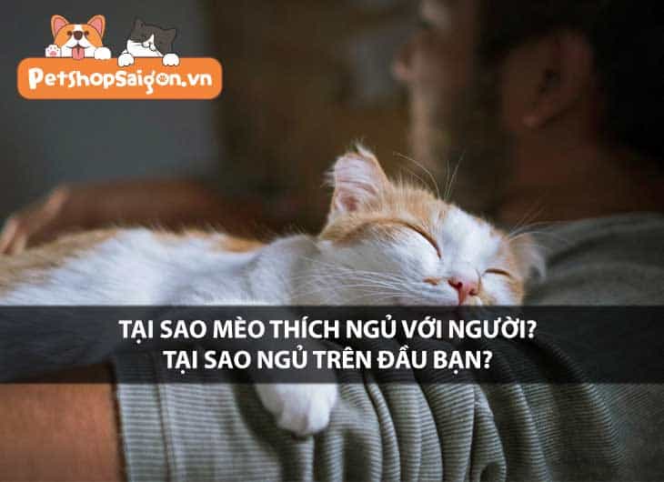 Tại sao mèo thích ngủ với người? Tại sao ngủ trên đầu bạn?