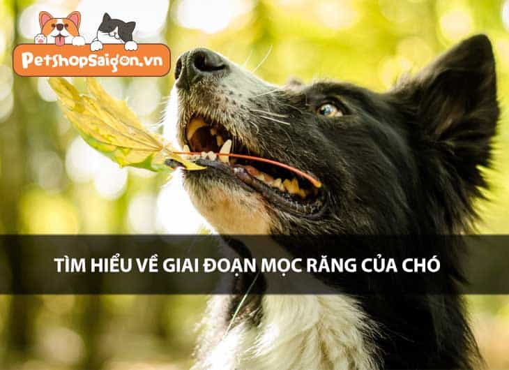 Tìm hiểu về giai đoạn mọc răng của chó