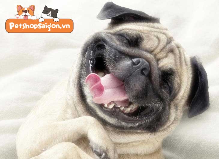 Tìm hiểu về giai đoạn mọc răng của chó