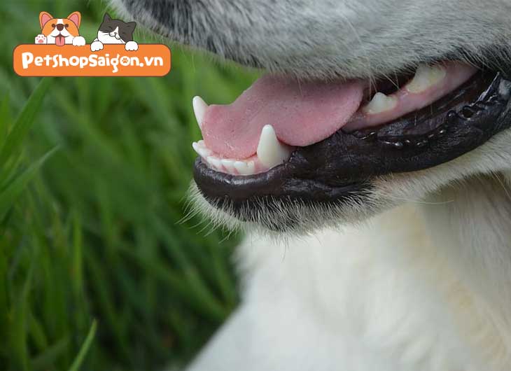 Tìm hiểu về giai đoạn mọc răng của chó