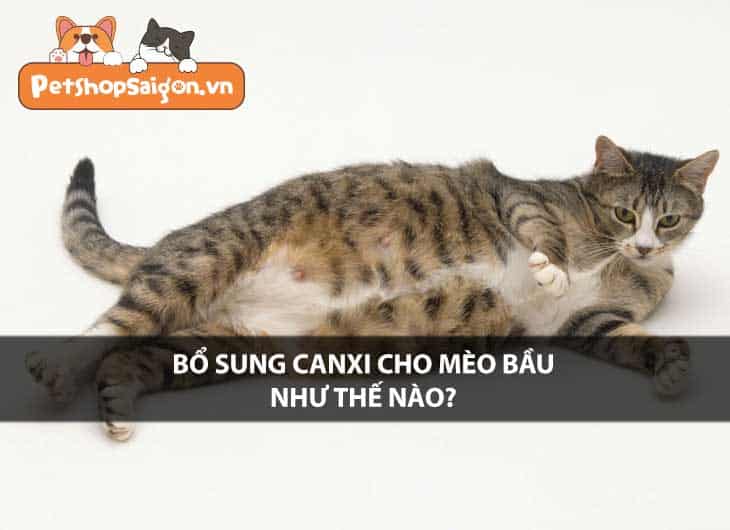 Bổ sung canxi cho mèo bầu như thế nào?