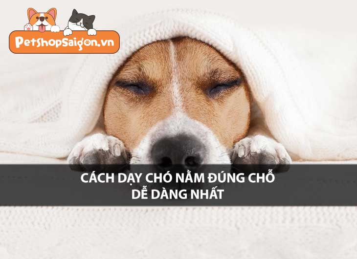 Cách dạy chó nằm đúng chỗ dễ dàng nhất