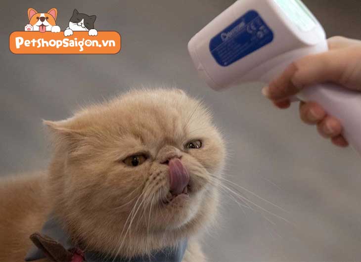 Cách đo nhiệt độ cho mèo