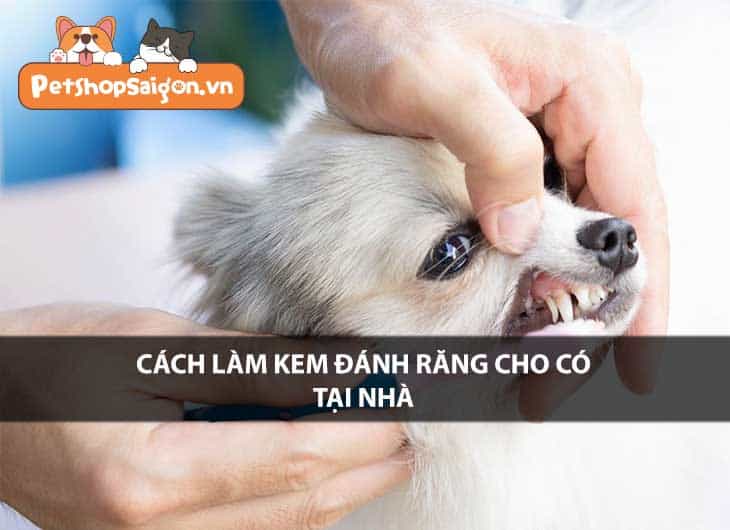 Cách làm kem đánh răng cho chó tại nhà