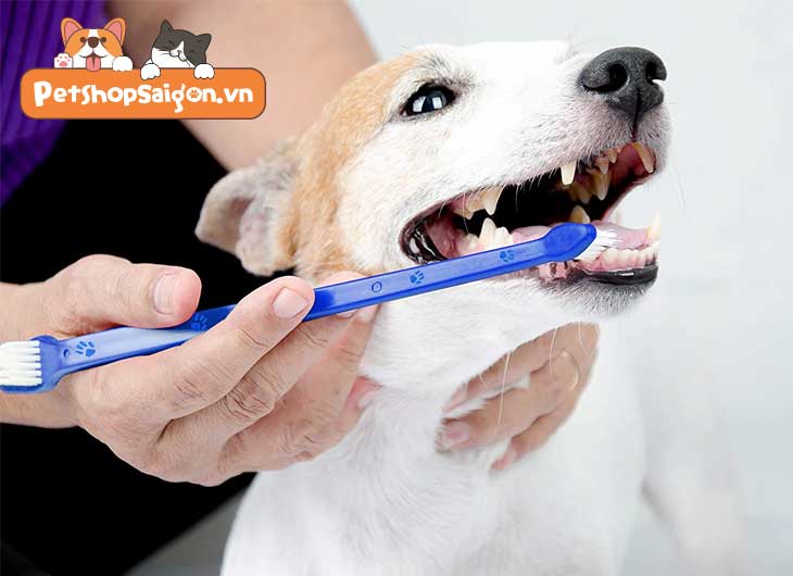 Cách làm kem đánh răng cho chó 