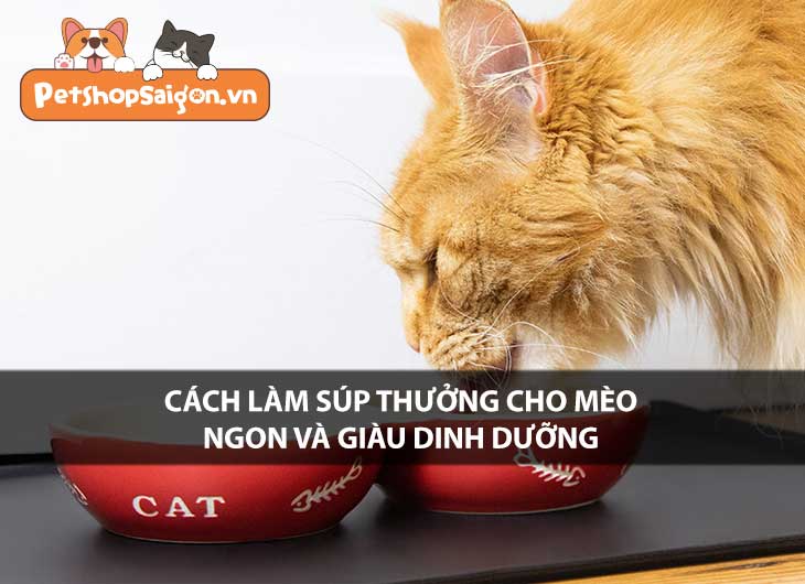 Cách làm súp thưởng cho mèo ngon và giàu dinh dưỡng