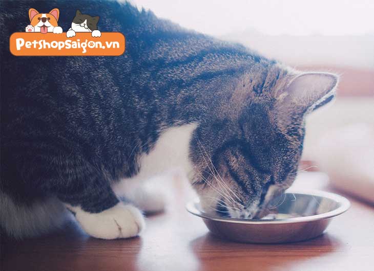 Cách làm súp thưởng cho mèo