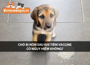 Chó bị nôn sau khi tiêm vaccine có nguy hiểm không?