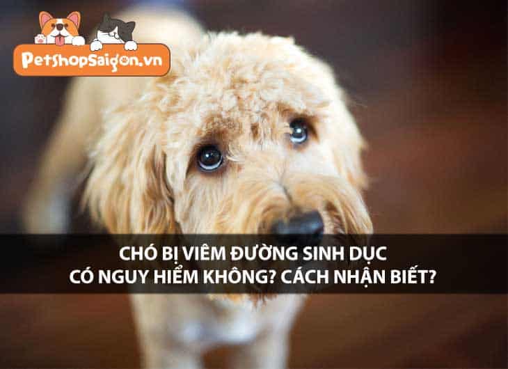 Chó bị viêm đường sinh dục có nguy hiểm không? Cách nhận biết?