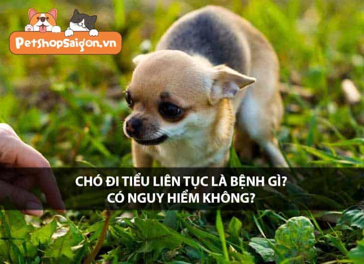 Chó đi tiểu liên tục là bệnh gì? Có nguy hiểm không?