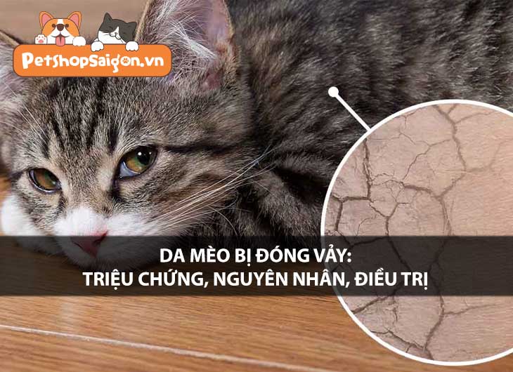 Da mèo bị đóng vảy: Triệu chứng, nguyên nhân, điều trị