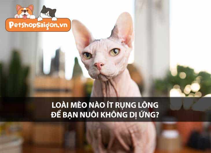 Loài mèo nào ít rụng lông để bạn nuôi không dị ứng?