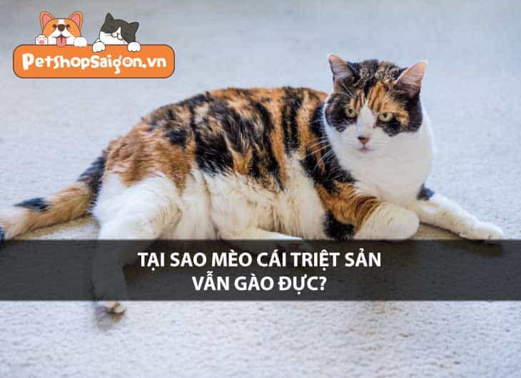 Tại sao mèo cái triệt sản vẫn gào đực?