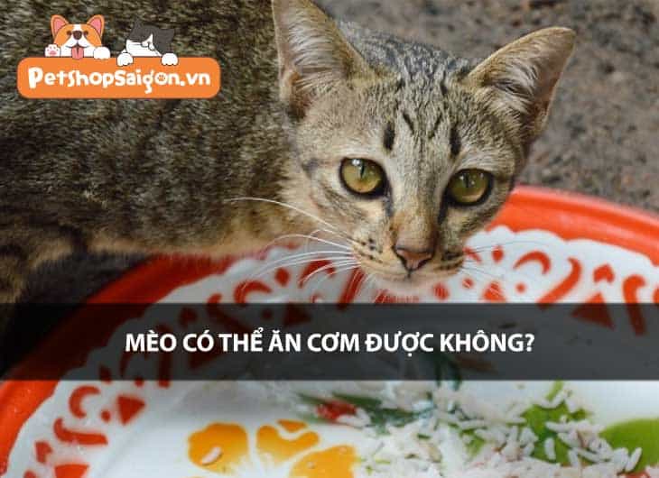 Mèo có thể ăn cơm được không?