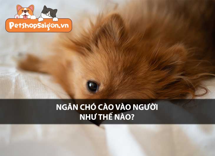 Ngăn chó cào vào người như thế nào?