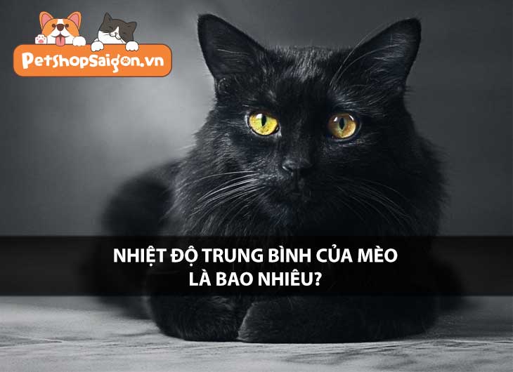 Nhiệt độ trung bình của mèo là bao nhiêu?