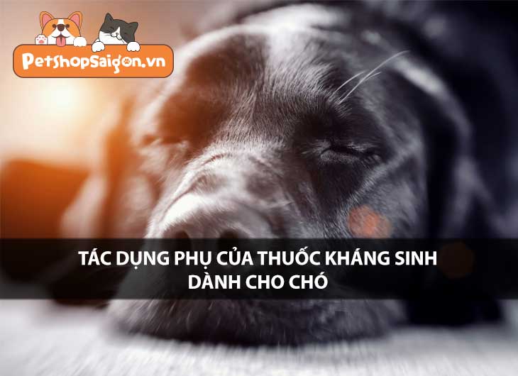 Tác dụng phụ của thuốc kháng sinh dành cho chó